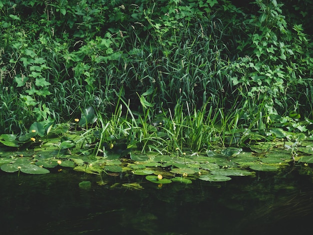 Black river forest river background