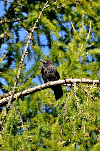 Black rook hrach grach sitting on the green branch of a pine Sergiev Posad Moscow region Russia