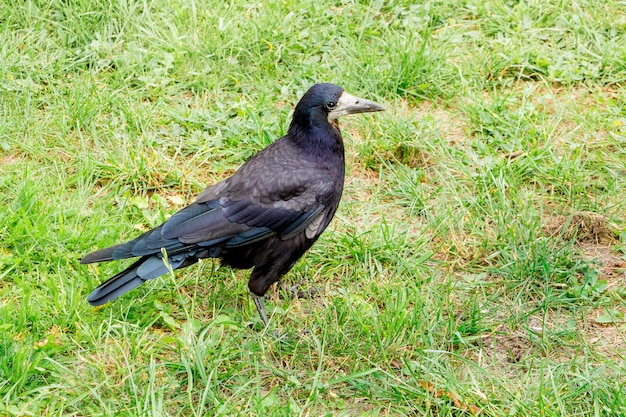 A black rook (raven) walks through the green grass in the summer