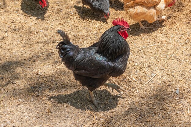 Black rooster walk in a farm