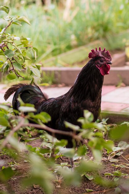 A black rooster walks in the summer on the lawn in the garden a portrait of a domestic black rooster against a background of greenery closeup with space for copying text