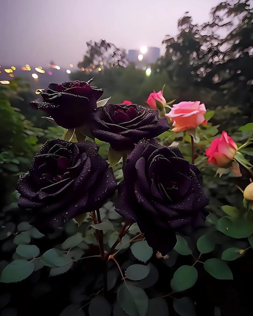Black rosewhite rosepurple roseblue rose rose