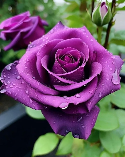 Black rosewhite rosepurple roseblue rose rose