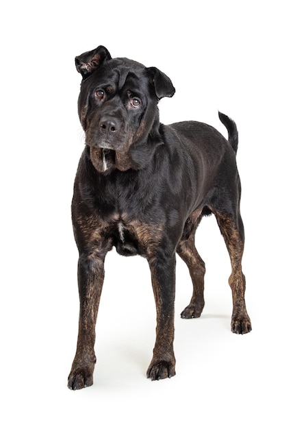 Black Rottweiler Crossbreed Dog Standing Looking Forward