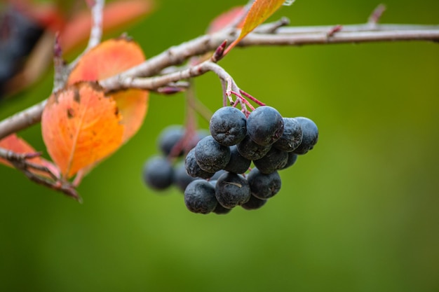 Black rowan berries in autumn on a branch.