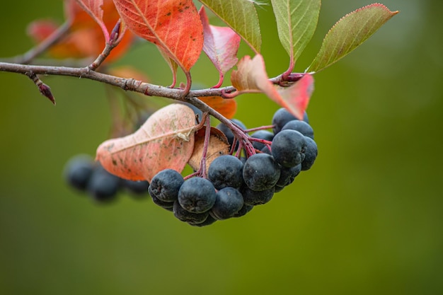 Photo black rowan berries in autumn on a branch.