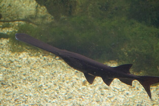 Photo black saw fish swimming in aquarium