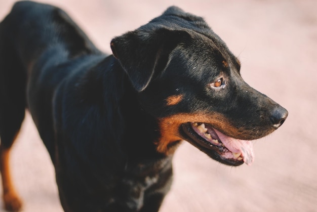 Premium Photo Black Scary Dog premium-photo-black-scary-dog