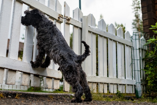 Black schnauzer waiting for owner behind fence