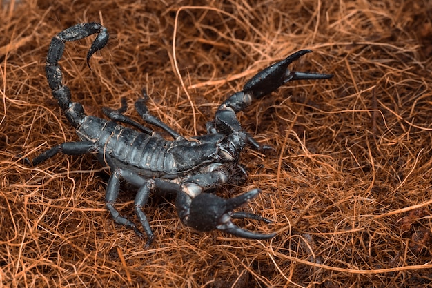 черный скорпион в оборонительном режиме