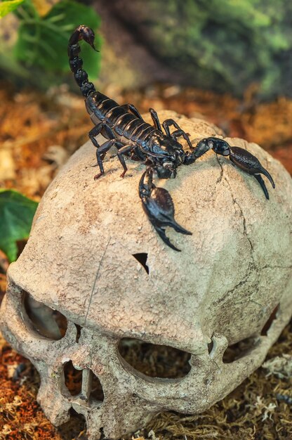 Black scorpion on the skull