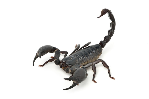 Black scorpion on white background