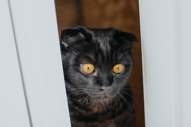 black scottish fold cat with yellow eyes peeps through the door slit 