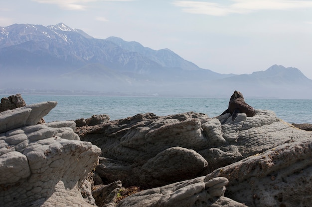 Black sea lion in Kaikoura, New Zealand