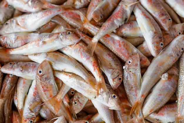 Foto pesce fresco di muletto rosso del mar nero al mercato del pesce