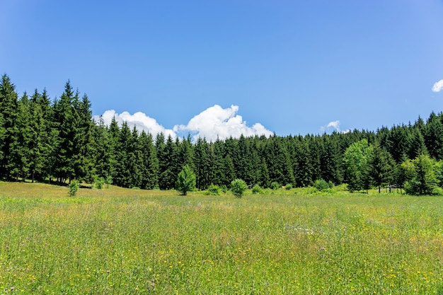 Black Sea turkey and green pine trees forest landscape with blue cloudy sky