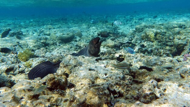 A black seal swims among corals in the red sea.