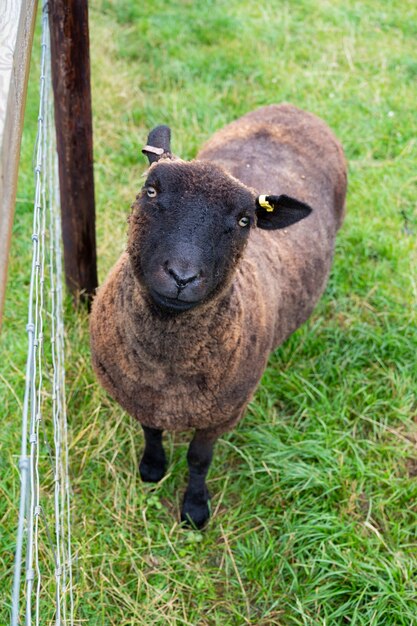 柵の後ろの動物農場の緑の草の中の黒い羊