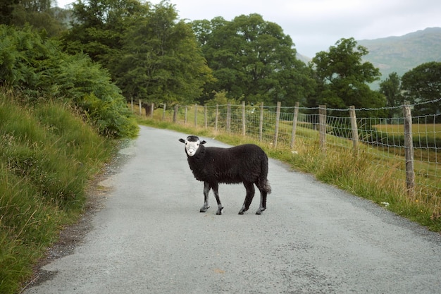 Фото Черная овца на дороге, высококачественное фото озерного края, англия