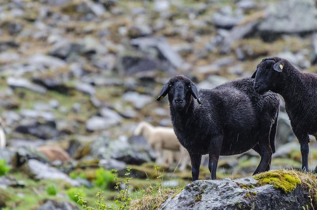 Black sheep at rain