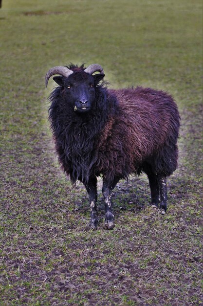 Foto pecore nere in piedi sul campo