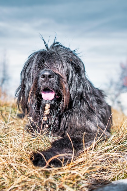 Black shepherd dog from the Bergamo mountains