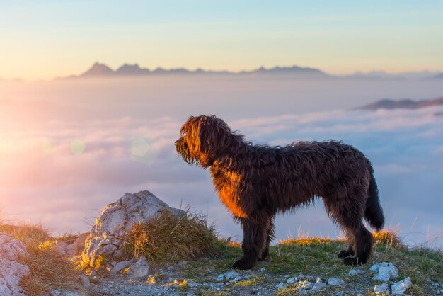 黒い羊飼いの犬が山に沈む夕日を観察します