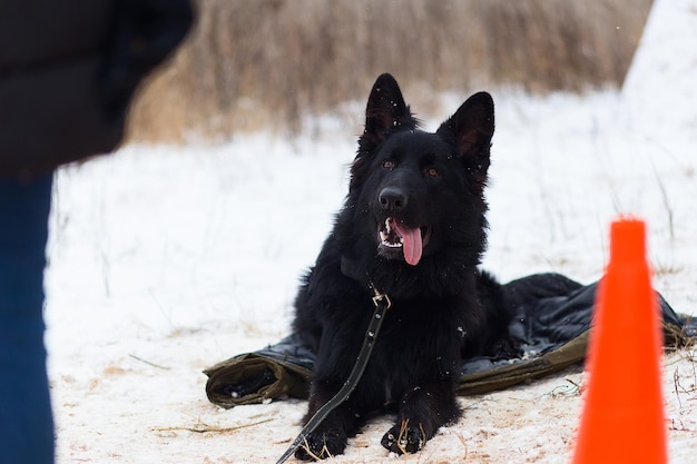 The black shepherd winter training