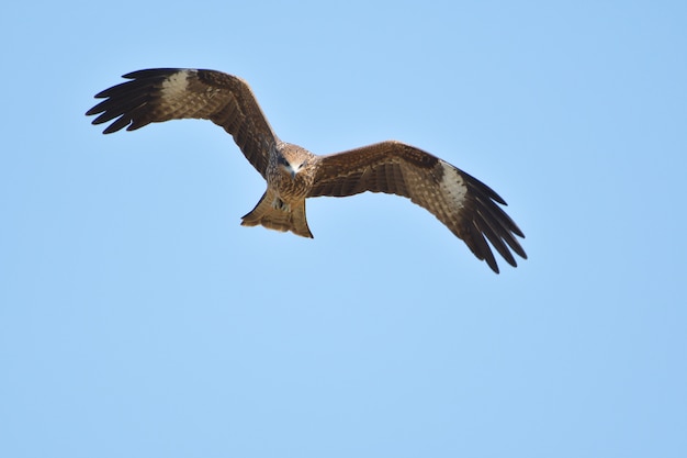 Foto falco di aquilone con le spalle nero della tailandia