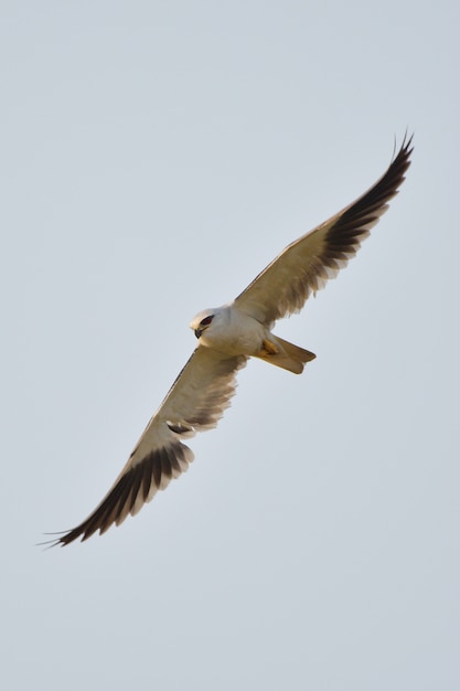 Photo black shouldered kite hawk of thailand