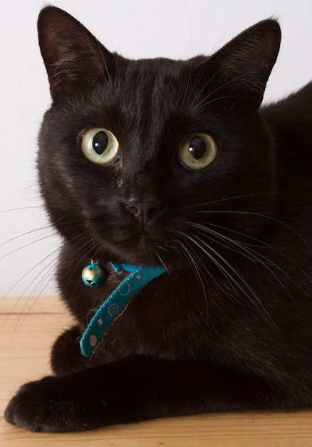 Black Siberian cat on white