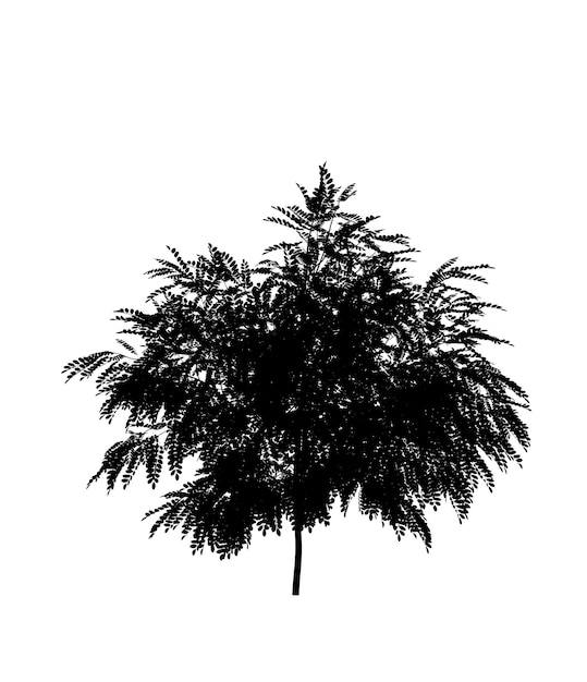 Черный силуэт иконы лиственного дерева на белом фоне