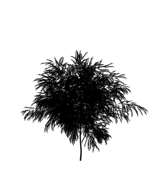 Black silhouette of deciduous tree icon isolated on white background