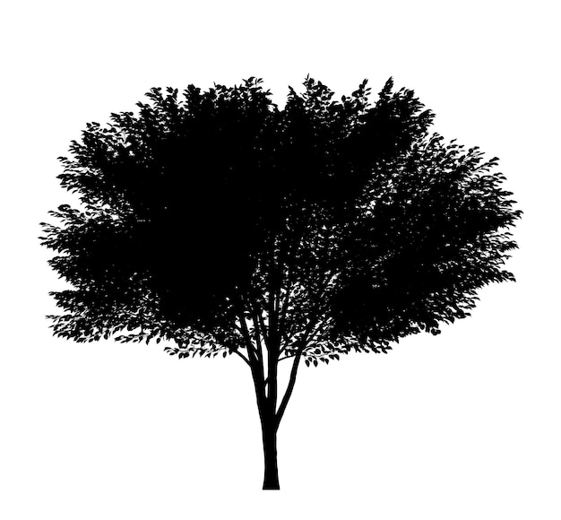 Black silhouette of a deciduous tree on a white background