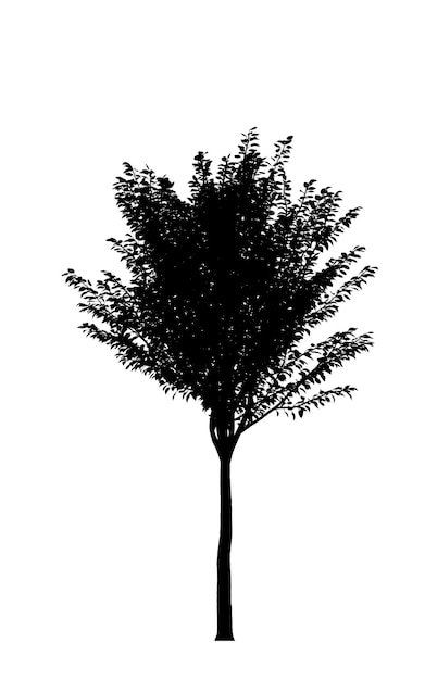 Black silhouette of a deciduous tree on a white background