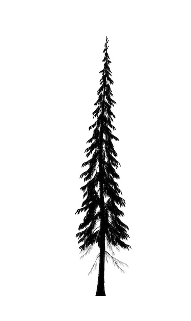 Черный силуэт иконы сосновой рождественской елки на белом фоне
