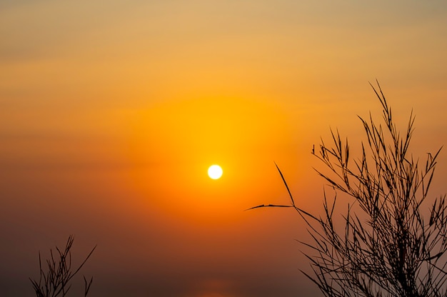 Sagoma nera di un albero sullo sfondo del sole del mattino sul mare.