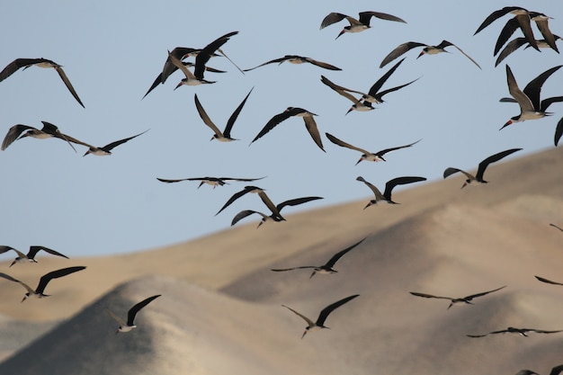 Black skimmers flying