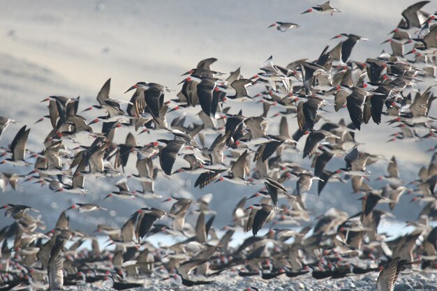 Black skimmers flying