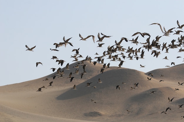 Black skimmers flying