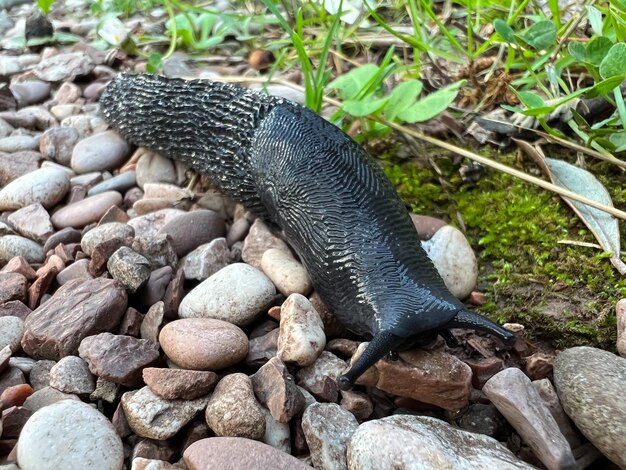 Black slug crawls on gravel Closeup