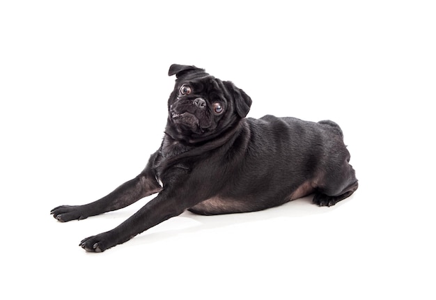 Black small pure breed dog pug lying down on a studio facility pet photography
men best friend