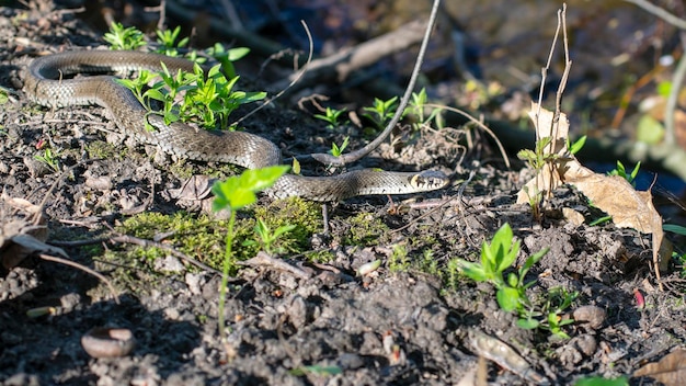 Black snake basks in the sun