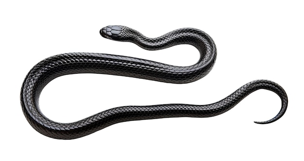 Photo black snake