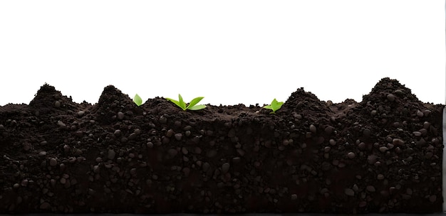 Black soil on isolated white background cut out