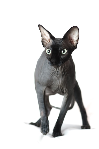 Black Sphinx cat is sitting on a white isolated background