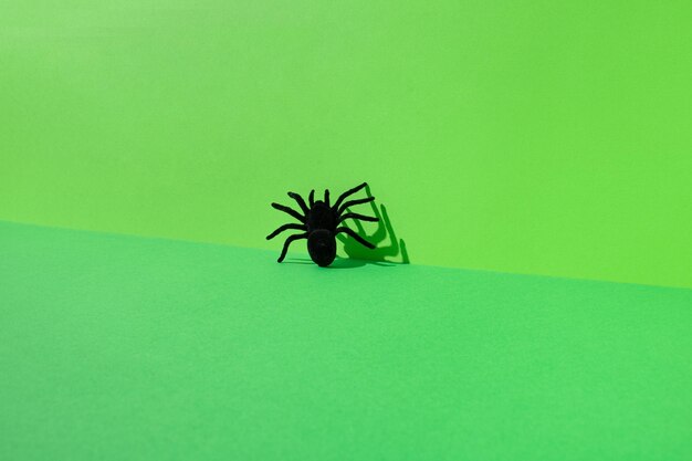 Photo black spider on green background