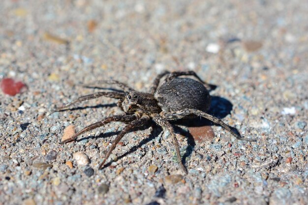 Foto un ragno nero a terra con una macro di sfondo in cemento