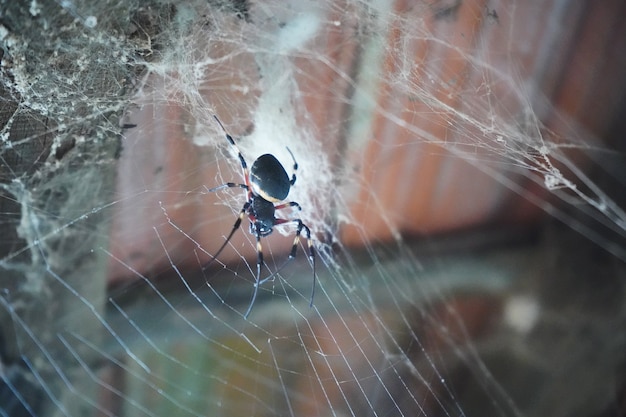 black spider hanging from the web under the roof