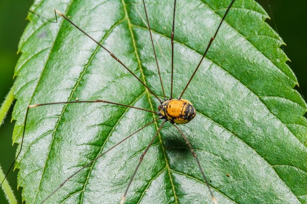 Black spider long legs